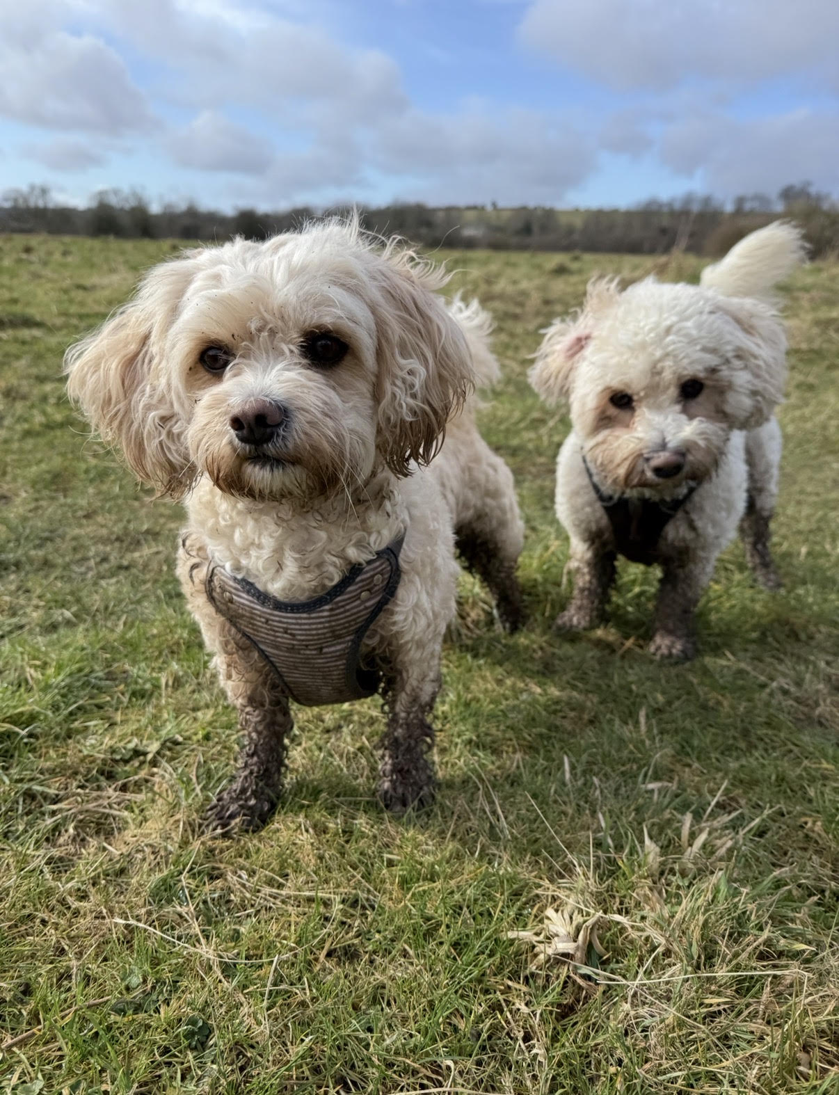Two dogs outdoors