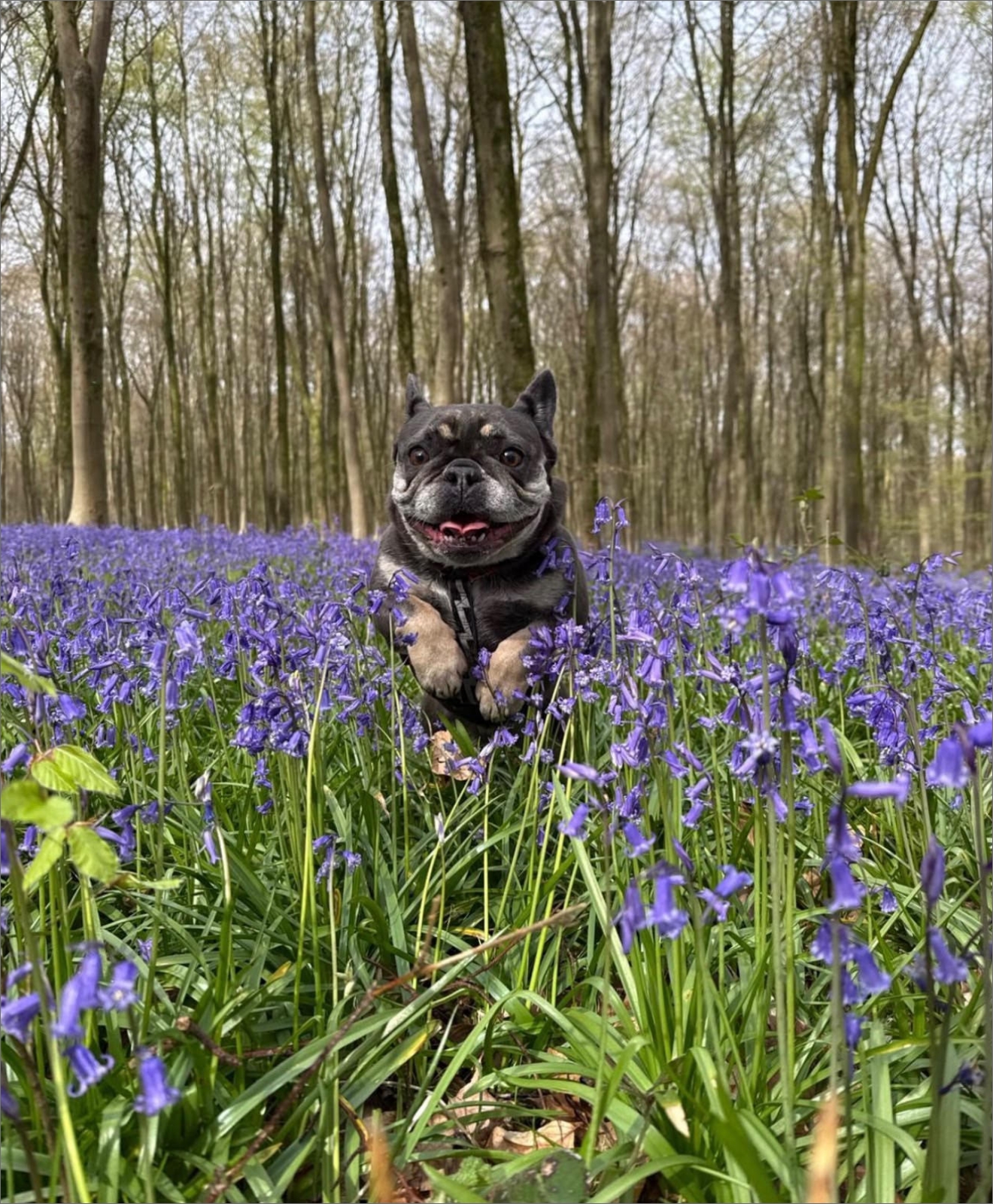 Dogs enjoying a group walk