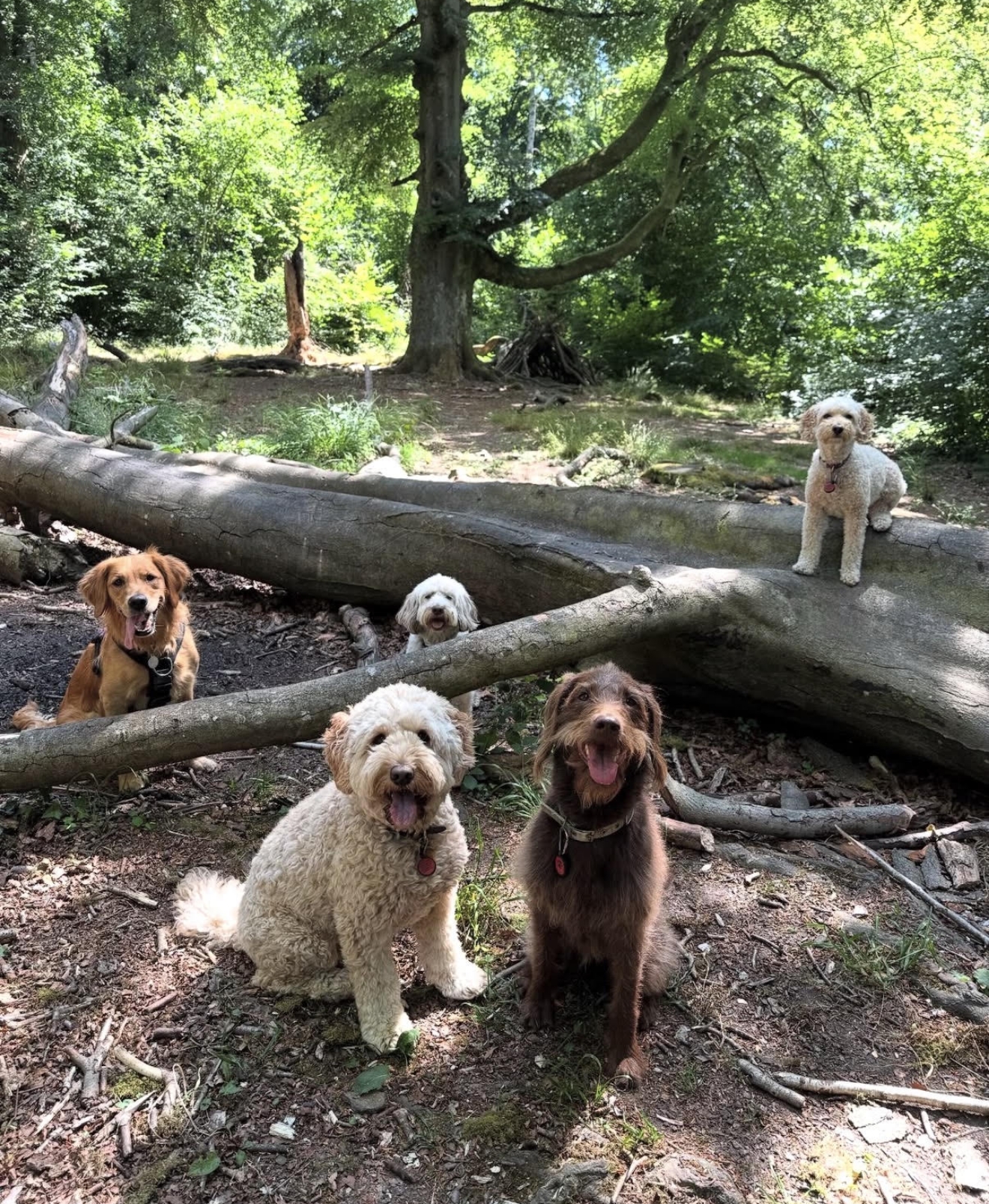 Dogs together in woodland