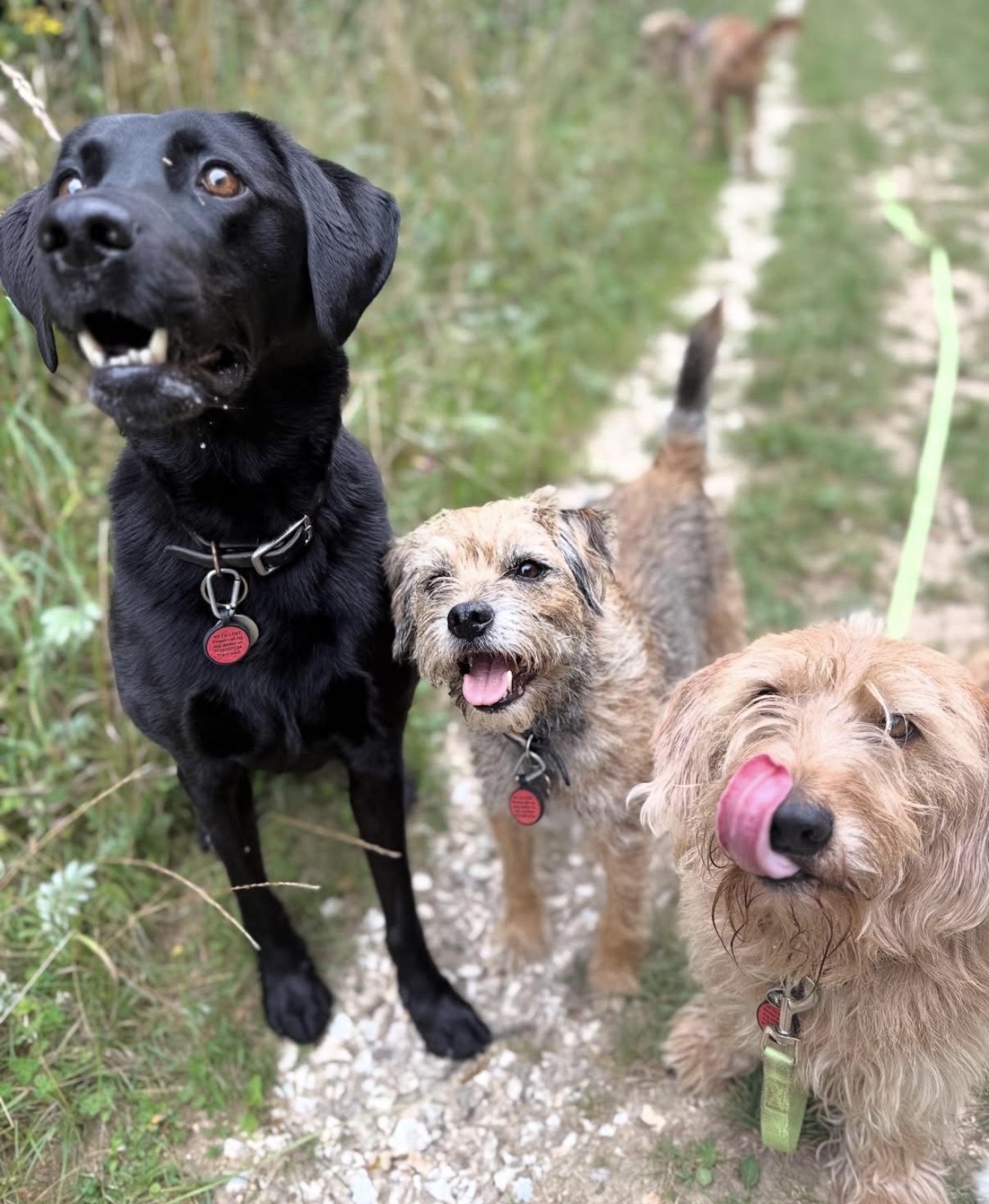 A familiar group of dogs together outdoors